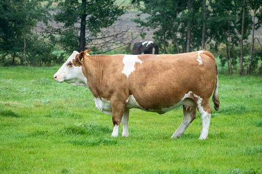 German cow in the pasture on a rainy day