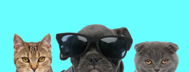 istock animal team looking at camera and wearing sunglasses 1277136703