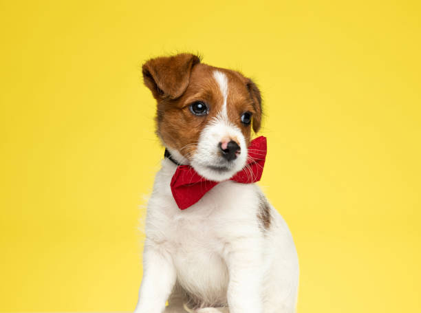 istock Curious Jack Russell Terrier wearing bowtie and looking away 1277136748