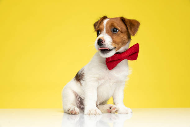 istock Playful Jack Russell Terrier wearing bowtie and panting 1277137150