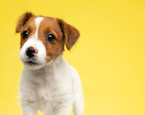 istock Lovely Jack Russell Terrier looking forward with puppy eyes 1277137355