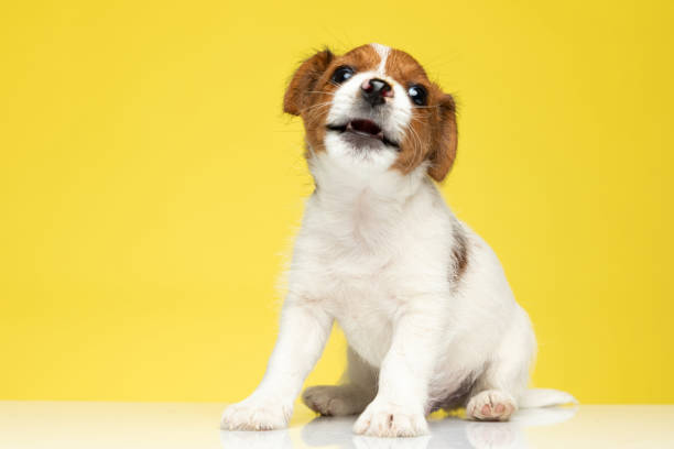 istock Clumsy Jack Russell Terrier being playful while sitting 1277138116