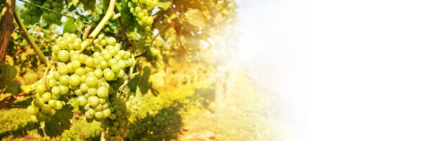 istock Close up of green grapes in a vineyard on white panoramic background 1277138197