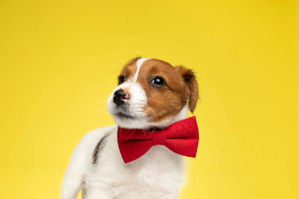 istock Playful Jack Russell Terrier puppy wearing bowtie while standing 1277138275