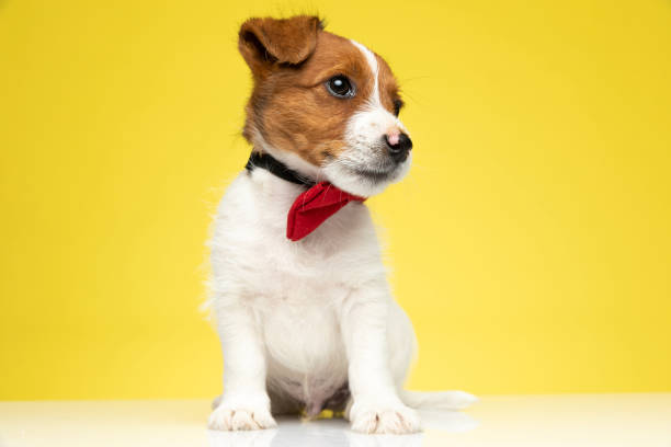 istock Confident Jack Russell Terrier cub looking away and wearing bowtie 1277138304