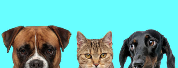 istock animal team standing and looking aside 1277138532