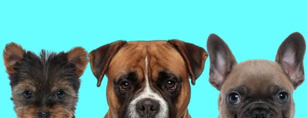 istock team of 3 animals standing next to one another 1277138655