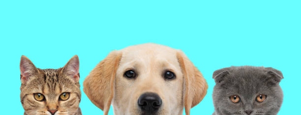 istock 3 animals standing next to each other, looking at camera 1277138679
