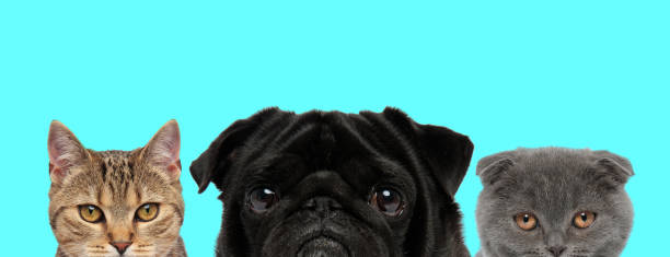 istock animal couple are looking at camera with big eyes 1277138758