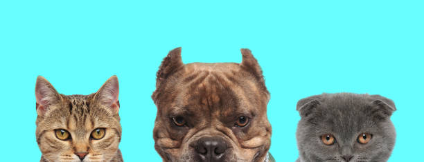 istock 3 animals standing with half of face exposed 1277138798