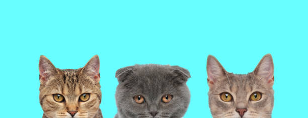 istock 3 cats are standing and looking at camera 1277138859