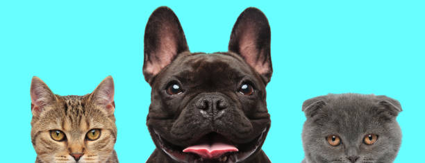 istock 3 animals sticking out tongue next to each other 1277138904