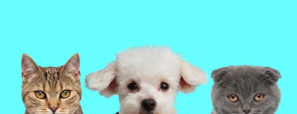 istock 3 animals looking at camera with half of face hidden 1277138991