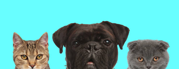 istock surprised Boxer dog standing between two metis cats 1277139053