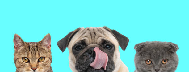 istock hungry Pug dog licking nose next to two cats 1277139085