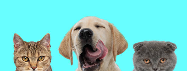 istock Labrador Retriever dog yawning next to two cats 1277139097