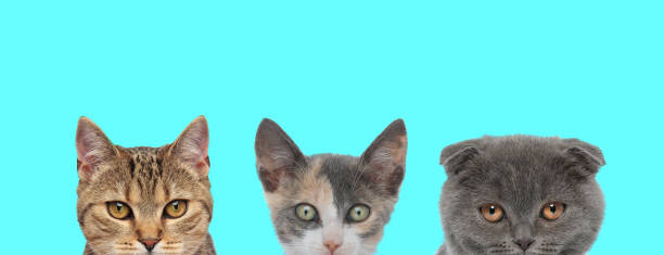 istock couple of cats standing next to each other 1277139196