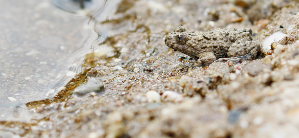 Anatomy:
The larger of the males and females are between 35 and 55 mm, making them very small for archaeobatrachians. Their top side is grey-brown, often with washed-out, bright spots. Their under side, including the inner sides of the limbs, fingers, and toes, is grey-blue to black-blue with striking, bright yellow to orange spots or patches, usually covering more than half of the underside. Yellow-bellied toads have compact bodies - though not so flat as the related European fire-bellied toad - and a rounded snout. The pupils are heart-shaped, with the eardrums not visible. The back has numerous warts with raised swirls.
The mating call of the males can be heard in late spring and early summer, a dull but melodic 