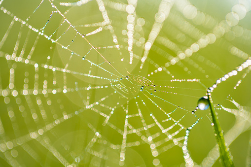 nature background, spider web in green grass