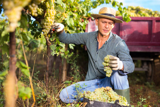 Vineyard owner gathering harvest of ripe white grapes