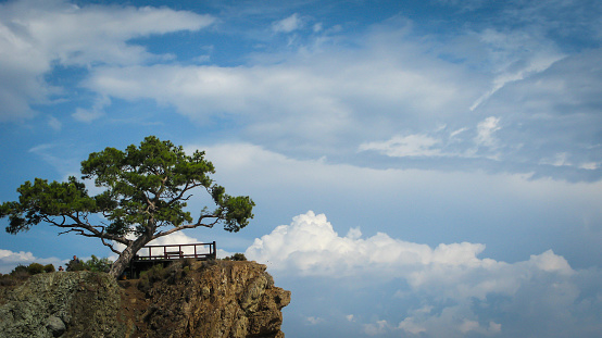 rock with pine on a background of blue sky and white clouds