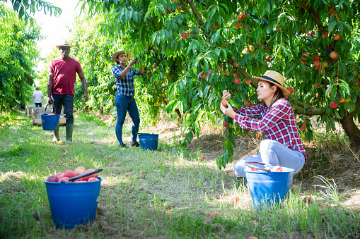 Harvest time. Group of farm workers gathering crop of fresh ripe peaches in fruit garden in summertime