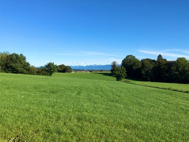 istock A walk at sunset among the fields, grass and trees 1277142262