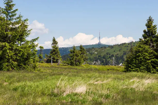 Jeseniky mountains, Czech Republic. Grassy mountain meadow with several spruce trees randomly deployed in landscape. TV tower on Praded summit in background. Summer sunny day.