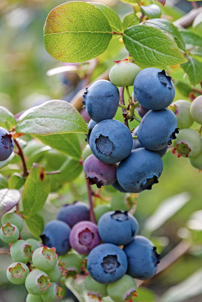 istock clusters of blueberries on bush, vertical frame 1277142983