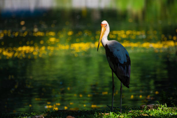 White stork is a large bird in the stork family called 'Ciconiidae' that have long legged, long-necked wading birds with long, stout bills and it's commonly found at the wetlands in Southeast Asian Countries.