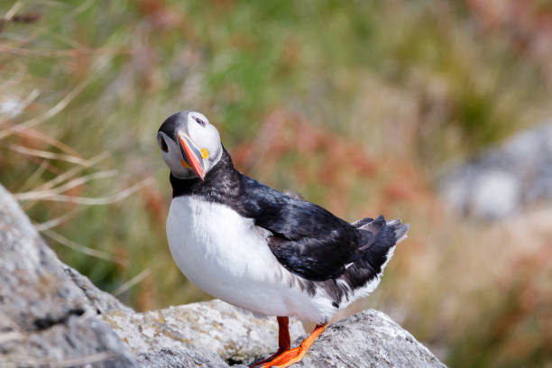 Puffin bird looking towards me