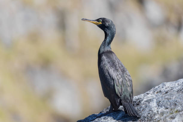 istock Cormorant on the rock and her beautiful green eyes 1277143123
