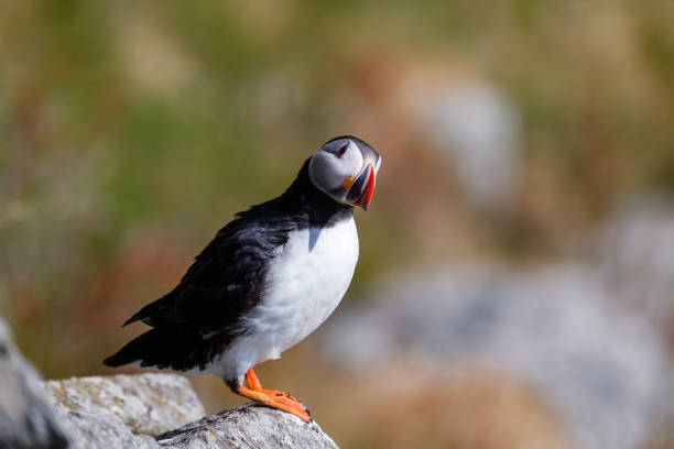 Puffin bird standing on a cliff at Runde