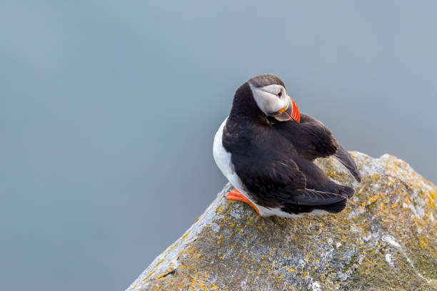 Puffin cleaning her wings on the cliff at Runde.