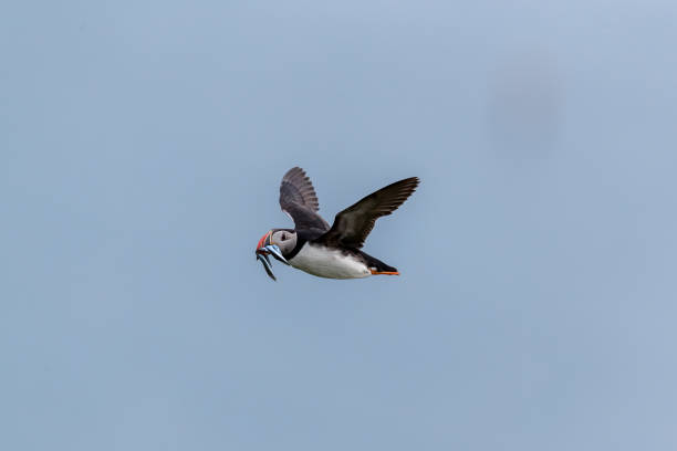 istock Puffin flying home with fresh fish at Runde. 1277143189