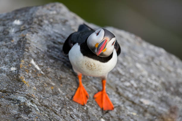 istock Puffin on the cliff looking at you at Runde. 1277143199