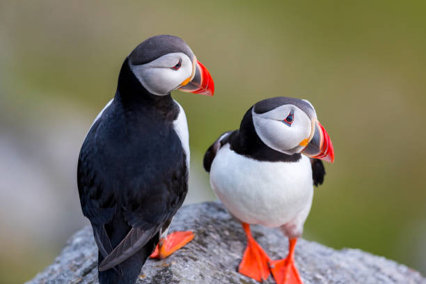 istock Puffin couple in love at Runde. 1277143218