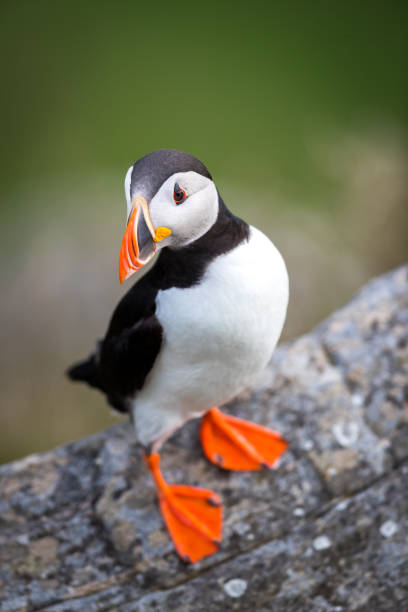 RUNDE, NORWAY - 2019 JUNE. Puffin in standing position at Runde.