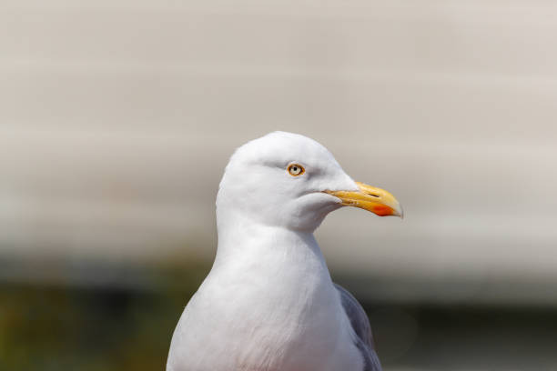 istock Portrait of a Seagull bird from beside 1277143296