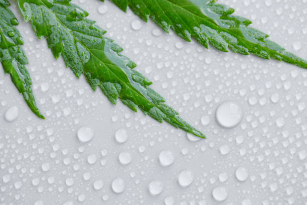 green cannabis leaf macro on a light background with lots of water or dew drops. top view, flat layout. the template or layout - water weed imagens e fotografias de stock