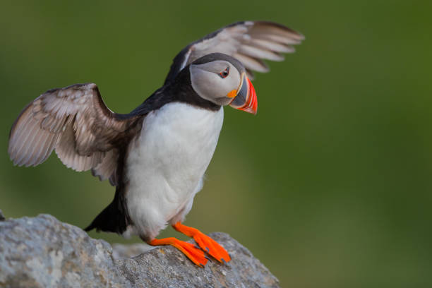 istock Puffin at Runde with wings out. 1277143308