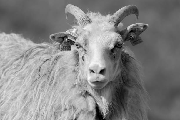 istock Male sheep with horns at Runde. 1277143324