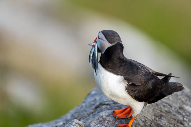 istock Puffin with fish in the mouth from behind at Runde. 1277143334