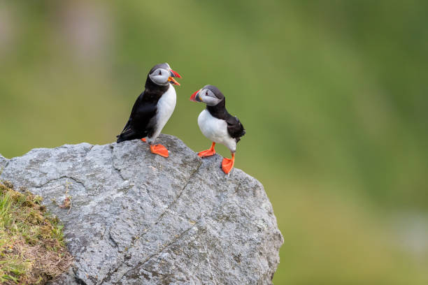 Puffin couple at Runde.