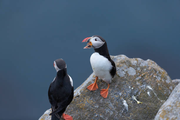 istock Puffin couple with mouth open at Runde. 1277143406