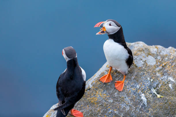 Puffin couple with mouth open on the cliff at Runde.