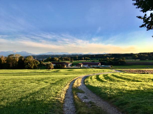 istock A walk at sunset among the fields, grass and trees 1277143418