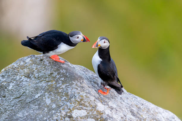 istock Puffin in love at Runde. 1277143456