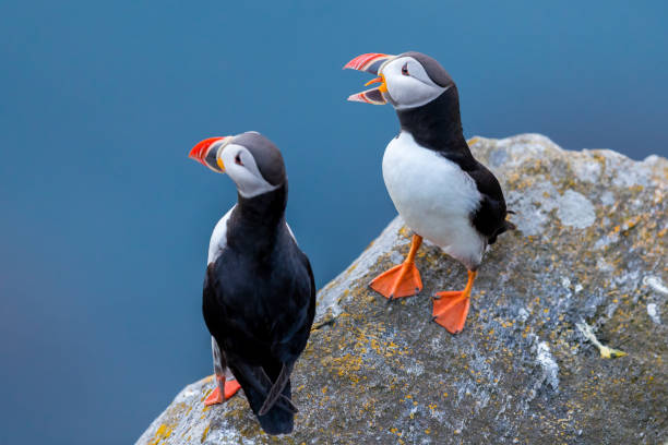 istock Puffin with mouth open at Runde. 1277143459