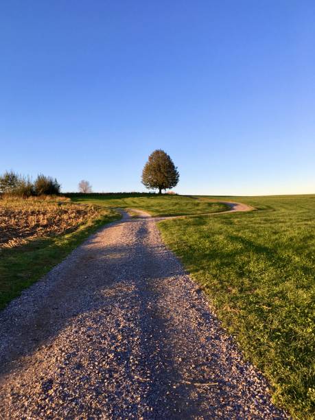 istock A walk at sunset among the fields, grass and trees 1277143492